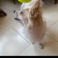 سگ گمشده|حیوانات|فردیس, فردیس|دیوار