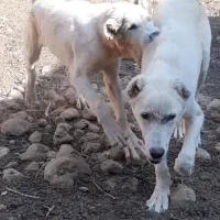 واگذاری سگ|سگ|بسطام, |دیوار