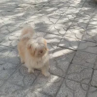 سگ پا کوتاه