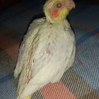 جوجه عروس هلندی لوتینو سرلاکی|پرنده|باقرشهر, |دیوار