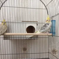 عروس هلندی|پرنده|زاوه, |دیوار