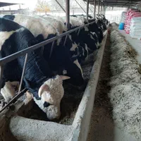 اسپرم گاو و تلیسه|حیوانات مزرعه|مرودشت, فاز اول شهرک فرهنگیان|دیوار