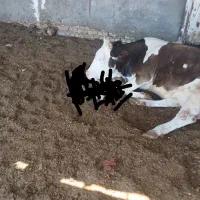 فروش یک راس گاوشیری