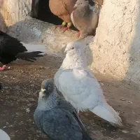 کبوتر نقره ای کاکلی