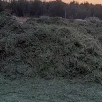 یونجه نرم و کوفته شده درجه یک