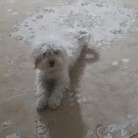 سگ پاکوتاه سفید کرم