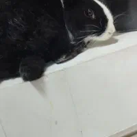 خرگوش|موش و خرگوش|ایذه, |دیوار