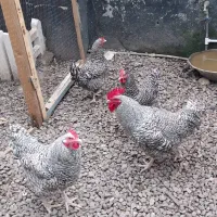 جوجه و تخم امروک یا پیامت راک اصل|حیوانات مزرعه|رشت, کوی حسینی|دیوار