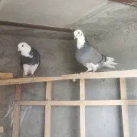 کبوتر تهرانی