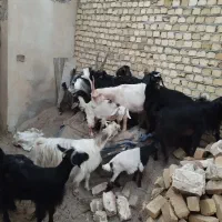 تعدادی بز بزغاله دار جوان|حیوانات مزرعه|رامند, |دیوار