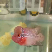 ماهی فلاور نر و ماده|ماهی|مشهد, شهرک امام هادی (شهرک غرب)|دیوار