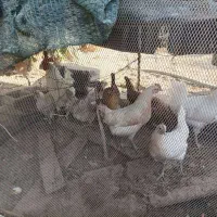 فروش 15 عدد مرغ و خروس محلی سالم و سرحال|حیوانات مزرعه|علامرودشت, |دیوار