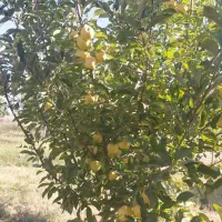 فروش باغ کنار جاده ترانزیت زنجان تبریز اسفجین|فروش دفتر صنعتی، کشاورزی، تجاری|زنجان, |دیوار