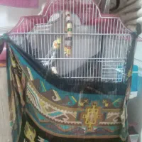 عروس هلندی مولد