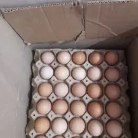 تخم مرغ گلپایگانی|خوردنی و آشامیدنی|قم, شهرک فاطمیه|دیوار