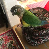 طوطی گرینچیک گمشده|پرنده|علیآباد کتول, |دیوار