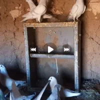 کفتر