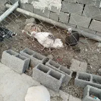 فروش بوقلمون ماده