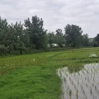 زمین کشاورزی به متراژ ۱۷۰۰ متر