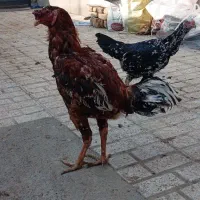 یک جفت نروماده لاری تخم گذار