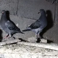 جوجه پولک|پرنده|درمیان, |دیوار