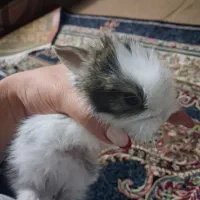 خرگوش|موش و خرگوش|تهران, راه آهن|دیوار