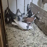 ۷ تا حیون سالم  ۱۲۰۰