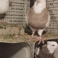 طوق کرمانشاهی|پرنده|مبارکه, |دیوار