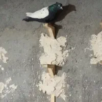 کبوتر|پرنده|مشهد, میان ولایت|دیوار