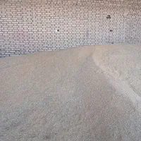 فروش گندم تمیزمخصوص  بذر ونان (حلیم)|عمده‌فروشی|عطاملک, |دیوار