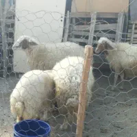 گوسفند و بره