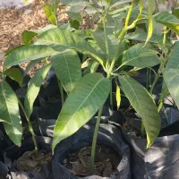 فروش نهال انبه