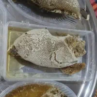 خرما و عسل طبیعی بوشهر