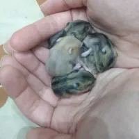 واگذاری رایگان تعدادی همستر و خوکچه هندی|موش و خرگوش|کاشان, میدان کهنه|دیوار