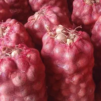 پیاز بذری فلات