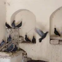 کبوتر پلاکی|پرنده|اصفهان, ارغوانیه|دیوار