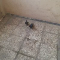 سینه ای|پرنده|شیراز, گویم|دیوار