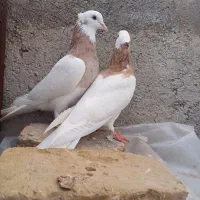 کیوتر|پرنده|قزوین, |دیوار