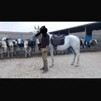 مادیان ترکی یورقه