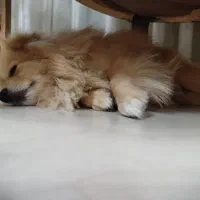 فروش سگ خانگی