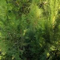 درختهای زینتی