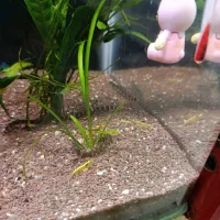 بیش از ۱۳۰ نژاد ماهی اکواریومی در نیشابور