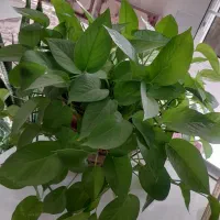 گل پتوس|گل و گیاه طبیعی|قرچک, میرزائی شمالی|دیوار