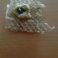 مهره اصل اصل  گارانتی۲۴ساعت|بدلیجات|بوکان, |دیوار