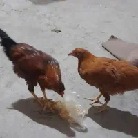 بخاطر جا نداریم