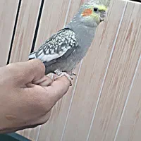 عروس هلندی دستی