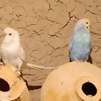 مرغ عشق رنگ حاص|پرنده|میناب, |دیوار