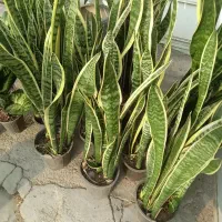 گل سانسوریا متوسط و بزرگ