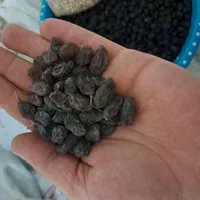 فروش کشمش عمده|عمده‌فروشی|اراک, |دیوار