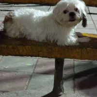 واگذاری شیتزو تریر|سگ|پاکدشت, پاکدشت (مامازند)|دیوار